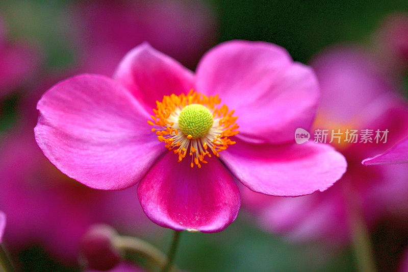 银莲花/日本银莲花花